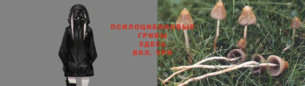 крисы Алзамай